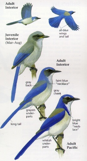 Sibley_scrub_jay2