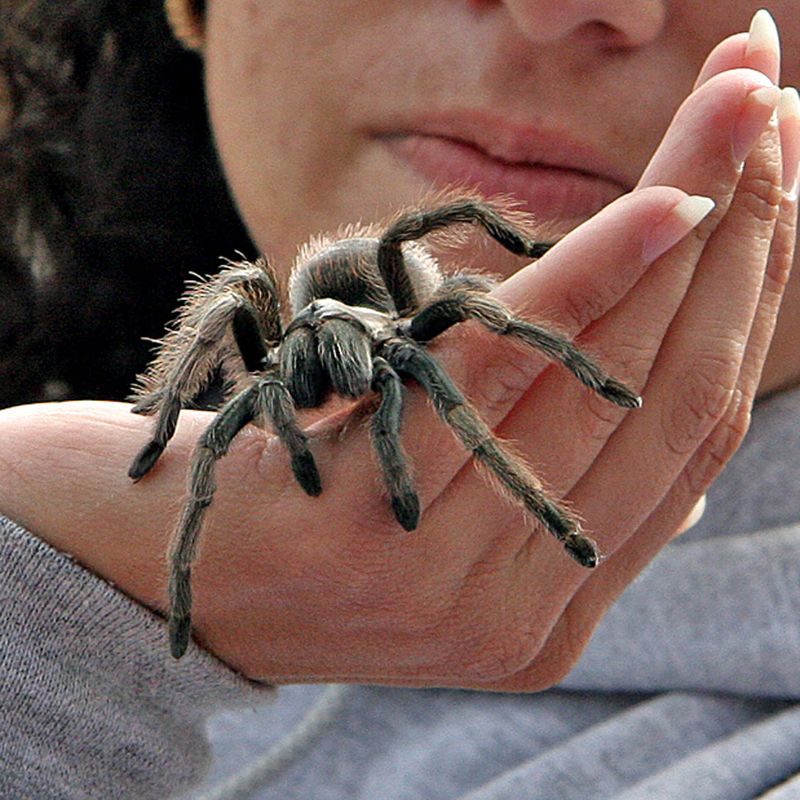 Tarantula3x3 Tarantula3x3