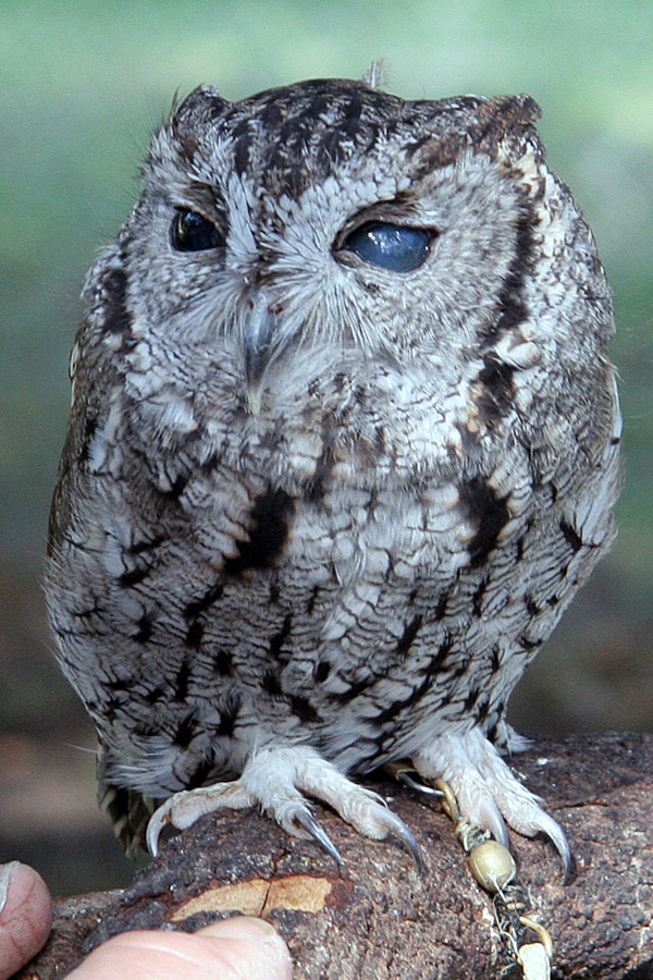 OwlScreech3x2 OwlScreech3x2