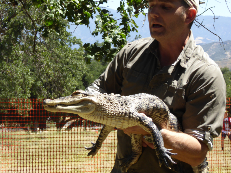 SW - Alligator SW - Alligator