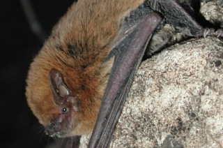 MicoBAT Pic 3 (1) MicoBAT Pic 3 (1)